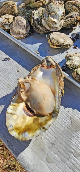 Jumbo Oyster